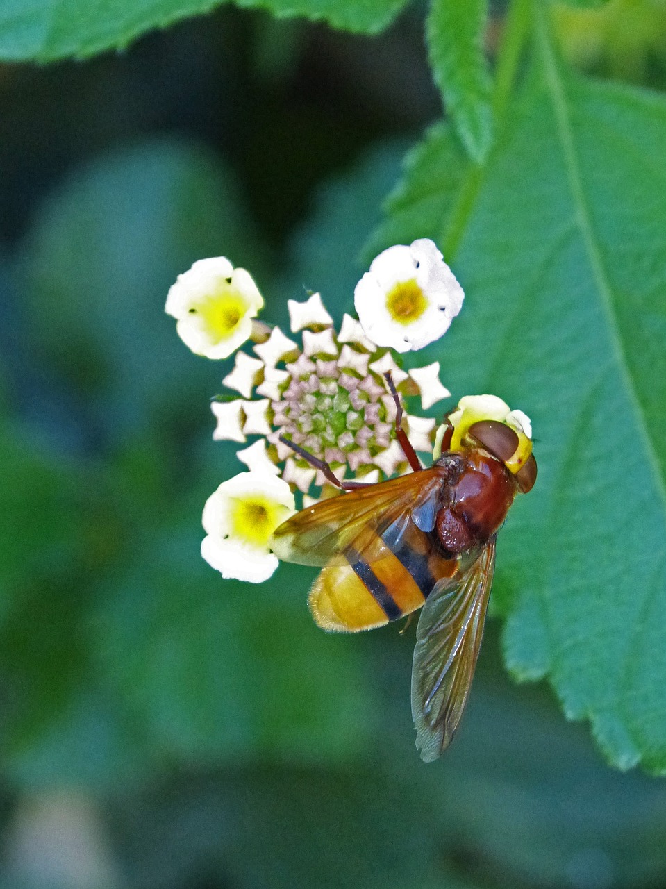 Vabzdys, Hoverfly, Sirphidae, Diptera, Skristi, Imituojantis Bitę, Volucella Inanis, Klaidingas Osas, Nemokamos Nuotraukos,  Nemokama Licenzija