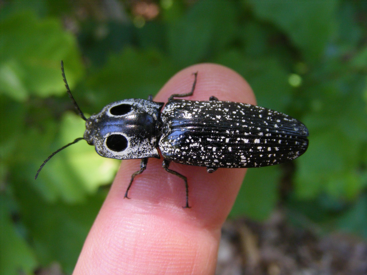 Vabzdys, Alaus Oculatus, Eyed Elator, Plėšrūnas, Žiaurus, Pirštas, Nemokamos Nuotraukos,  Nemokama Licenzija