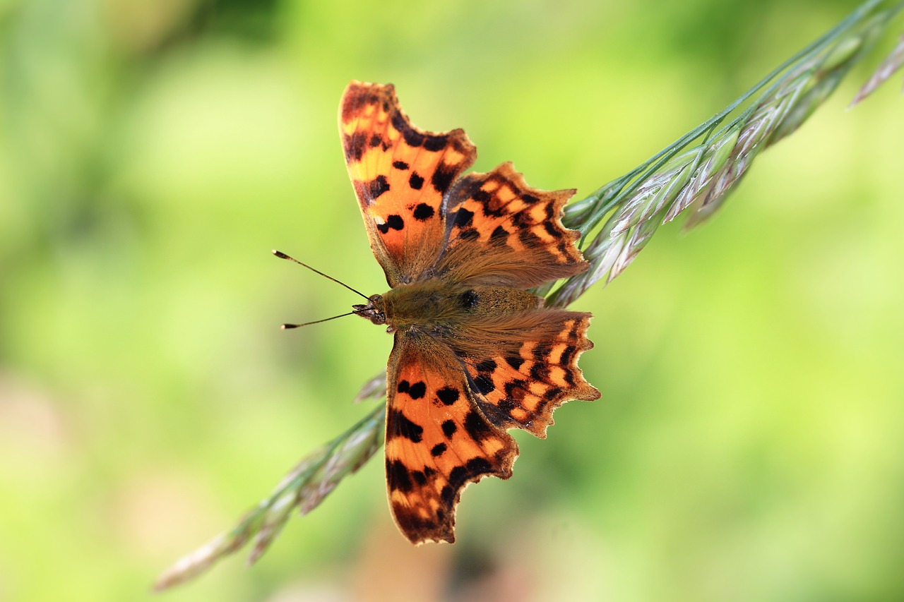 Vabzdys, Gyvūnas, Gamta, Biologija, Oranžinė, Lepidoptera, Sparnas, Drugelis, Drugeliai, Lauke