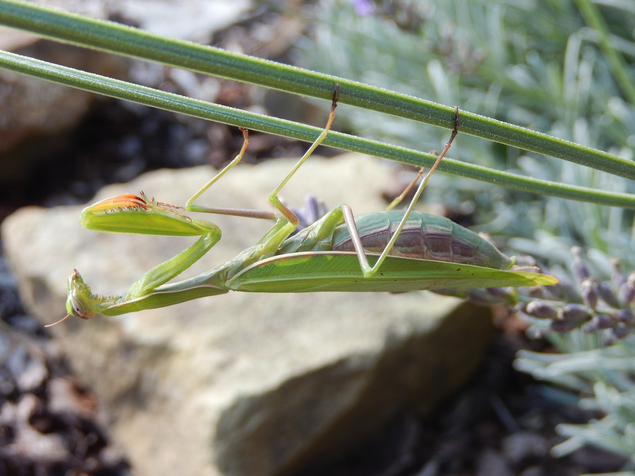 Vabzdys, Mantis, Gamta, Mantis Religiosa, Nemokamos Nuotraukos,  Nemokama Licenzija