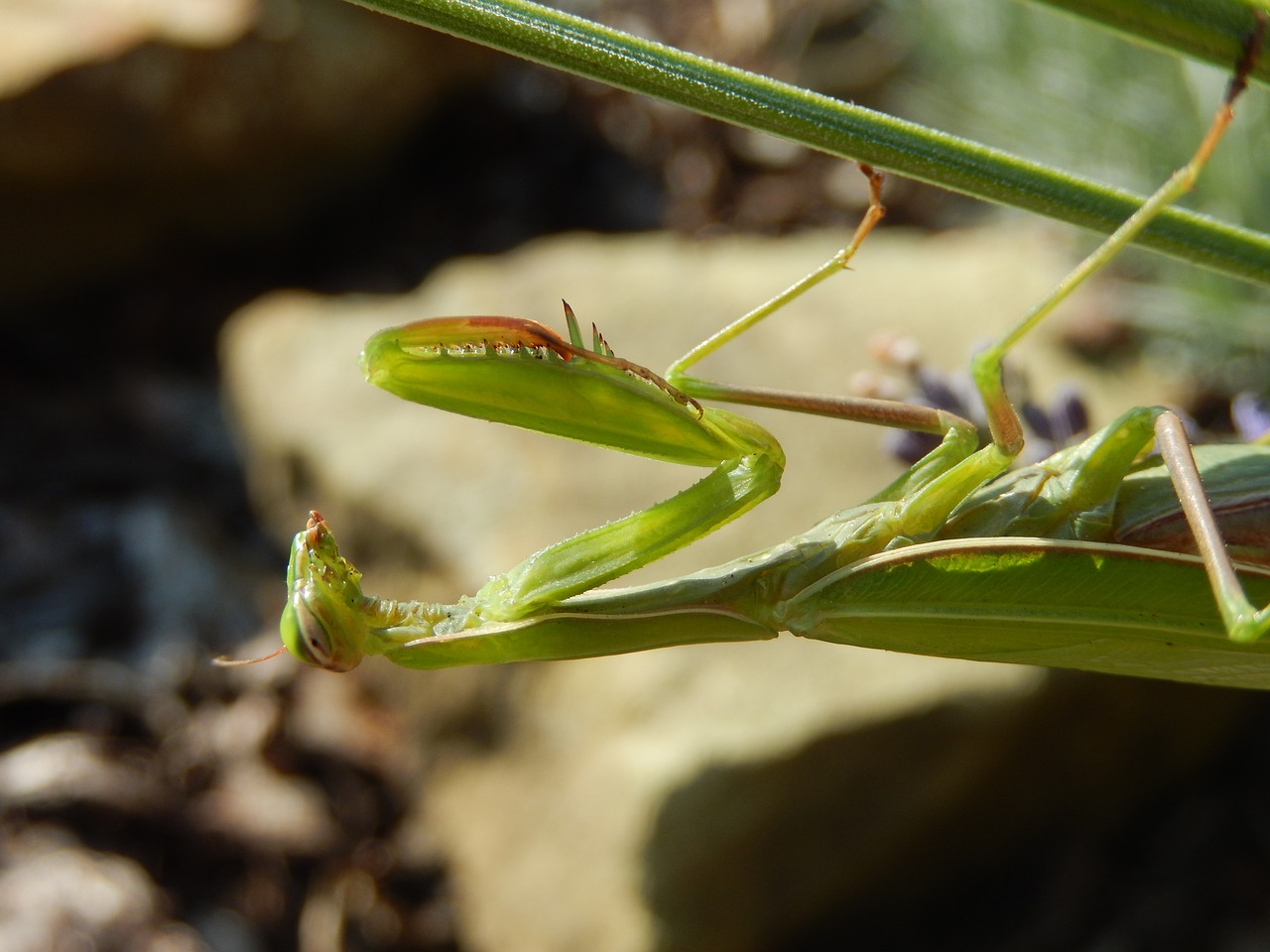 Vabzdys, Mantis, Mantis Religiosa, Gamta, Nemokamos Nuotraukos,  Nemokama Licenzija