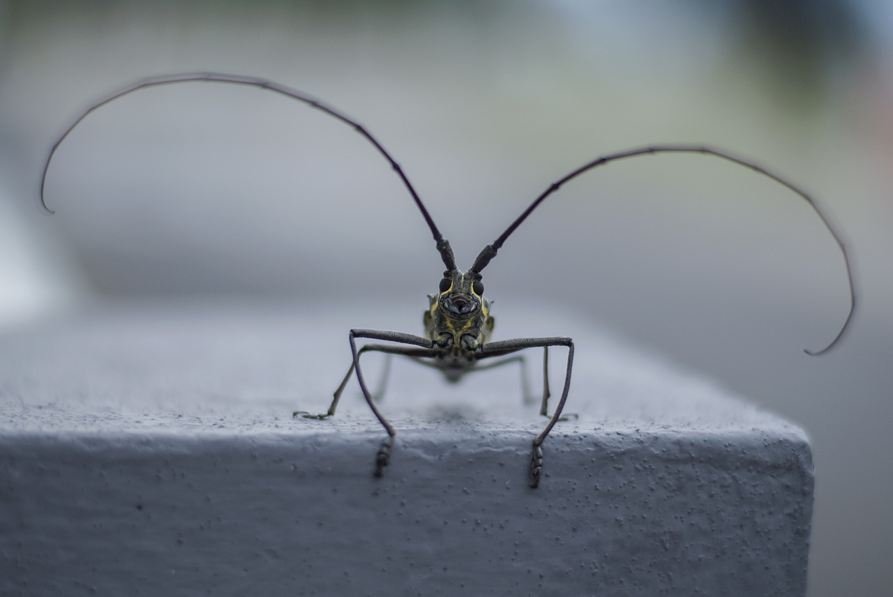 Natūralus, Vabzdys, Naminis Gyvūnėlis, Makro, Antenos, Ragas, Švarus, Vabalas, Pjautuvas, Nemokamos Nuotraukos