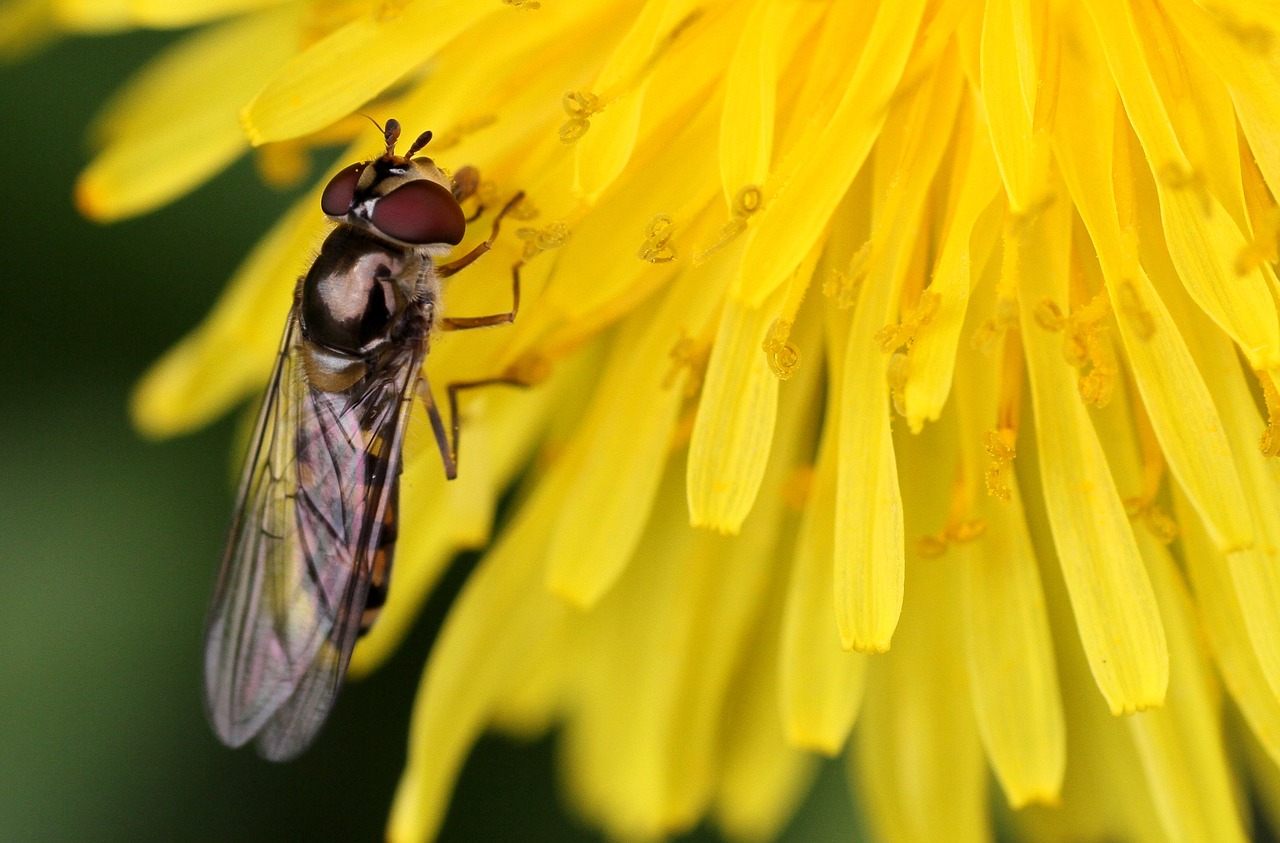 Vabzdys, Skristi, Gamta, Gėlės, Hoverfly, Nemokamos Nuotraukos,  Nemokama Licenzija