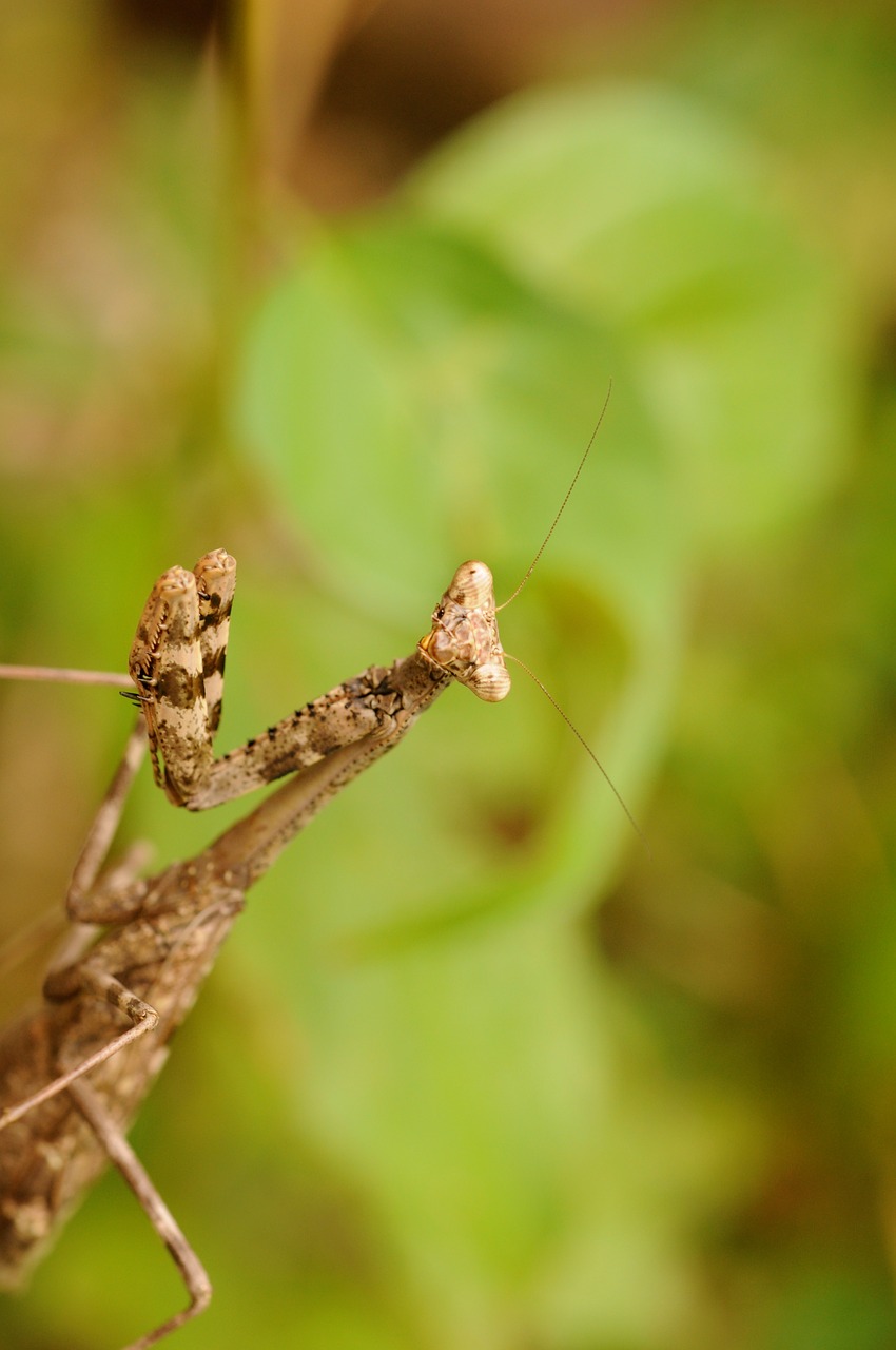 Vabzdys, Maldauti Mantis, Gamta, Meldžiasi, Mantis, Antena, Makro, Bestuburiai, Biologija, Lauke