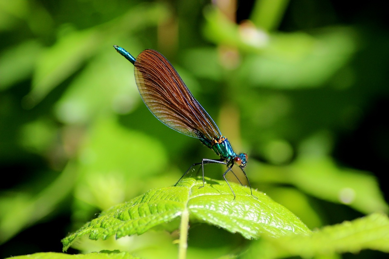 Vabzdys, Makro, Lazda, Demoiselle, Sodas, Mare, Gamta, Nemokamos Nuotraukos,  Nemokama Licenzija