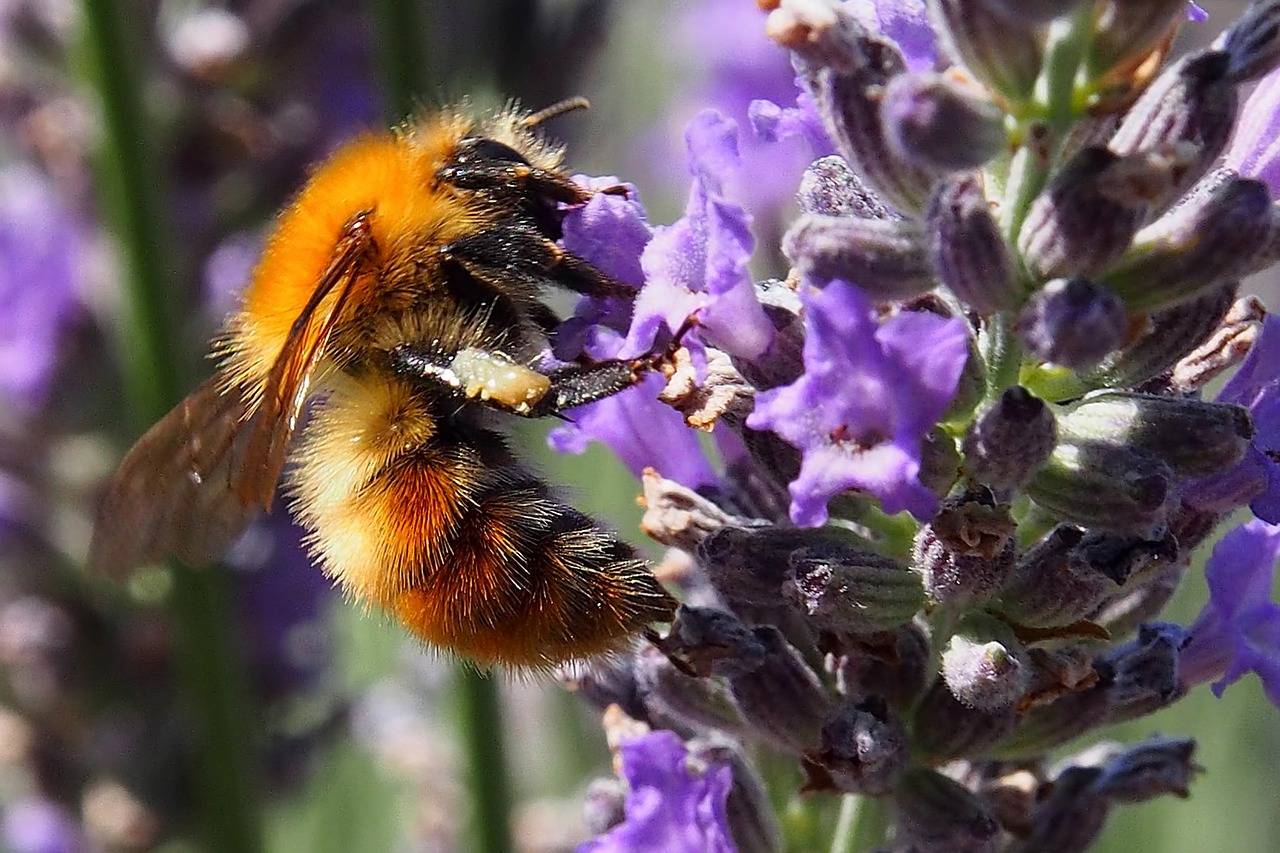 Vabzdys, Bičių, Žiedas, Žydėti, Violetinė, Levanda, Nemokamos Nuotraukos,  Nemokama Licenzija