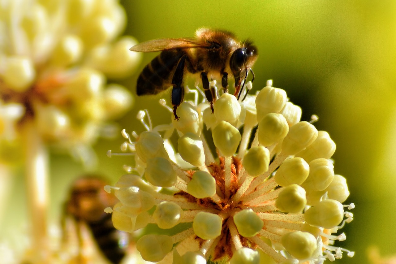 Vabzdys, Bičių, Gėlė, Žiedas, Žydėti, Balta, Baltas Žiedas, Uždaryti, Nemokamos Nuotraukos,  Nemokama Licenzija