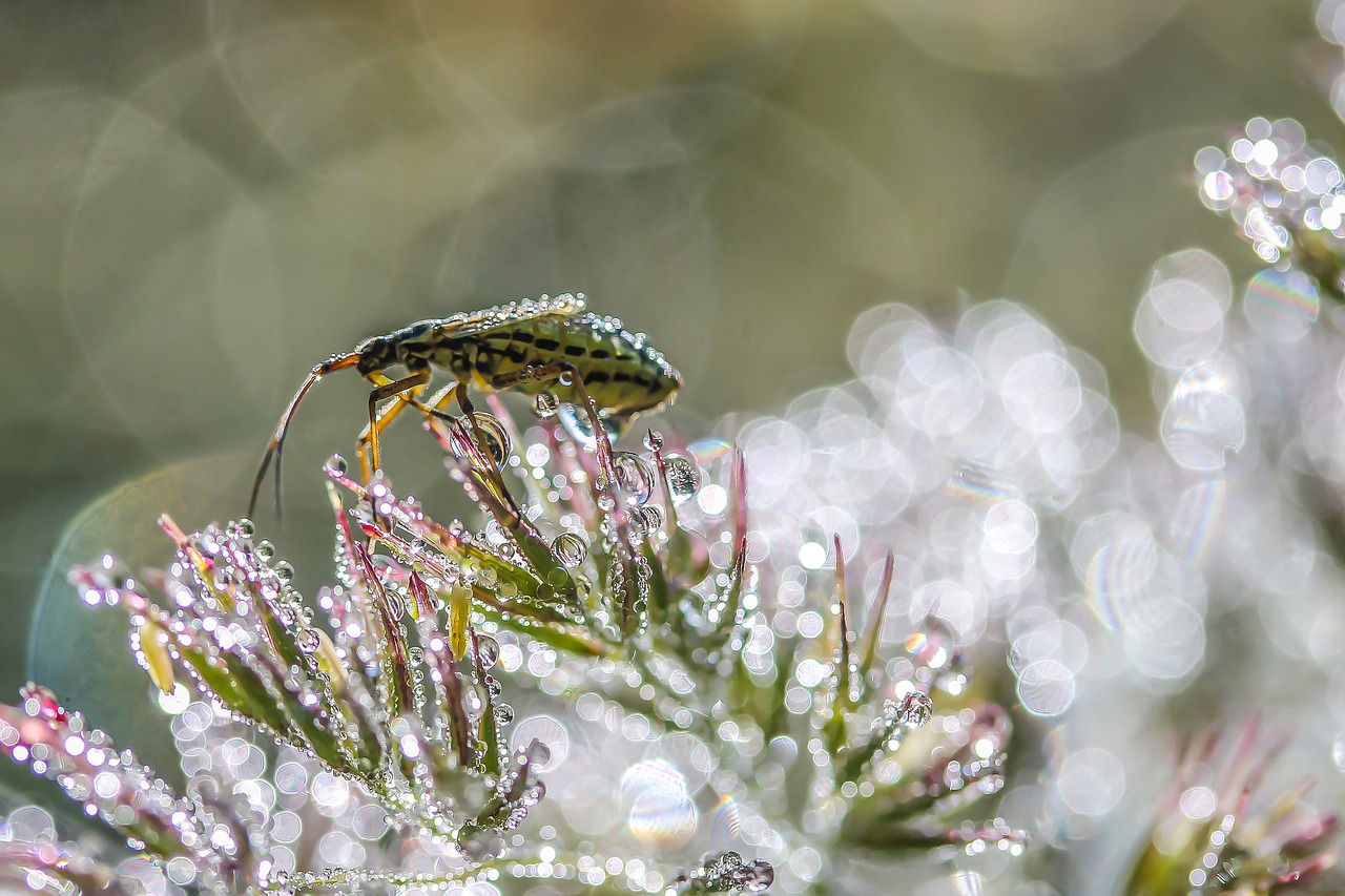 Vabzdys, Nariuotakojų, Gyvūnas, Makro, Fauna, Gėlė, Rasa, Švytėjimas, Glamoras, Gamta