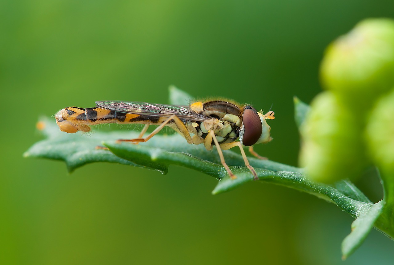 Vabzdys, Hoverfly, Vasara, Gamta, Makro, Nemokamos Nuotraukos,  Nemokama Licenzija