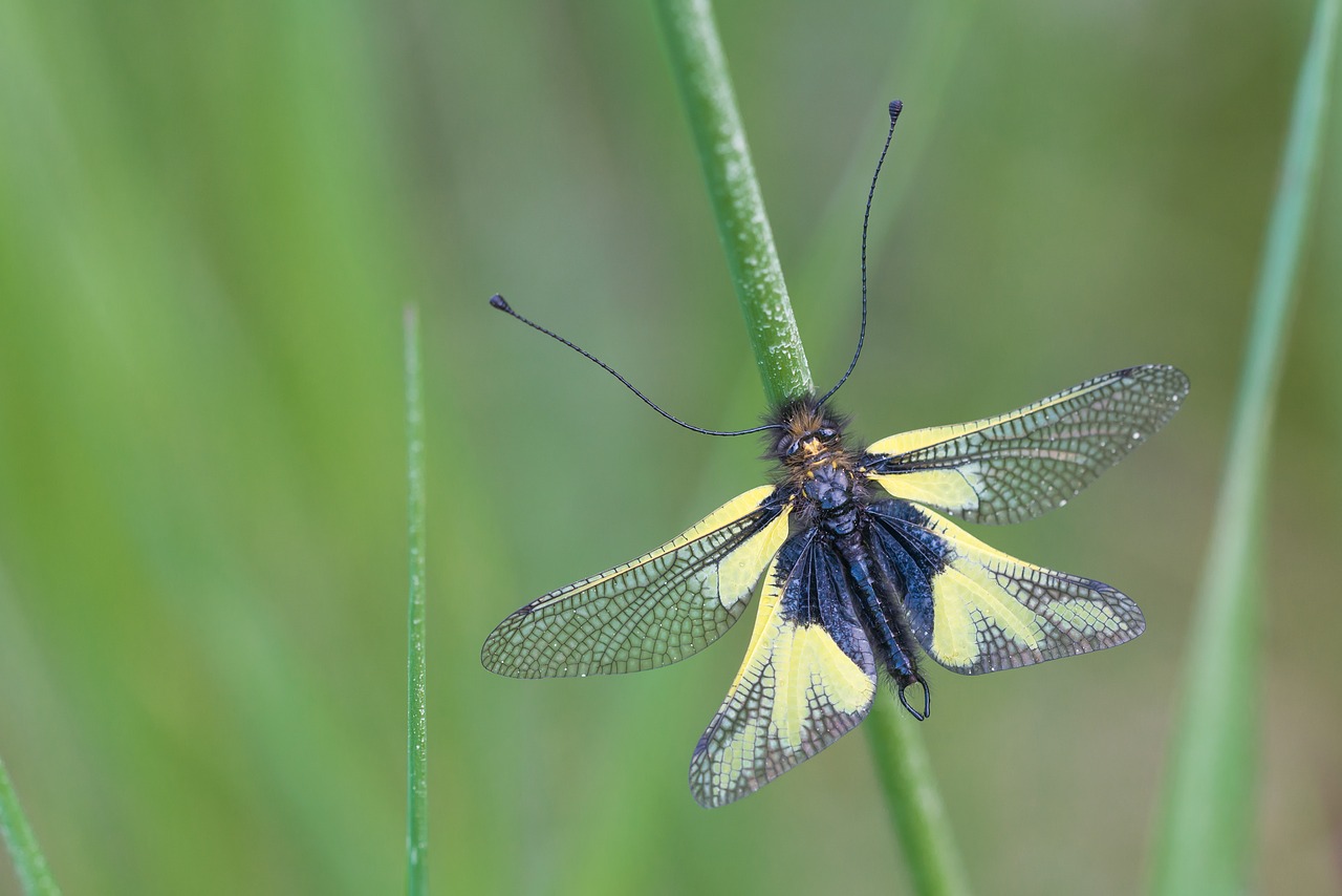 Vabzdys, Lazdelės-Drugelis, Libelloides Coccajus, Kaiserstuhl, Sparnas, Geltona, Uždaryti, Nemokamos Nuotraukos,  Nemokama Licenzija