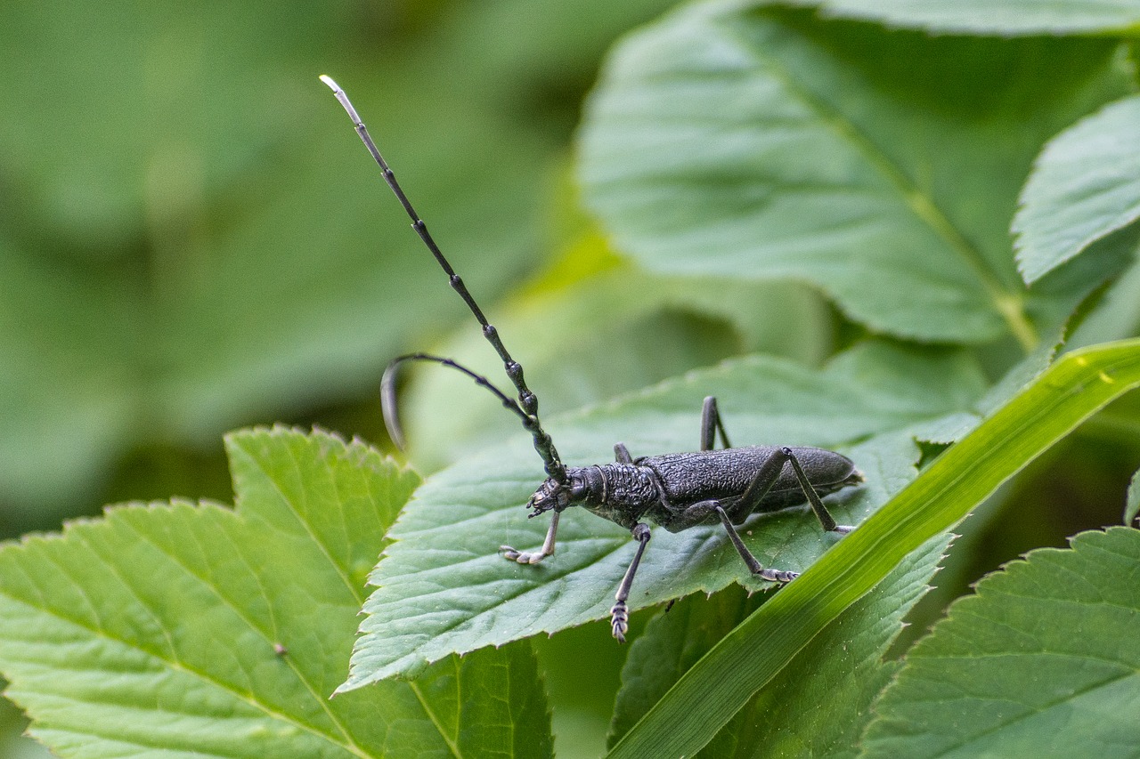 Vabzdys, Vabalas, Gamta, Uždaryti, Makro, Gyvūnas, Nemokamos Nuotraukos,  Nemokama Licenzija