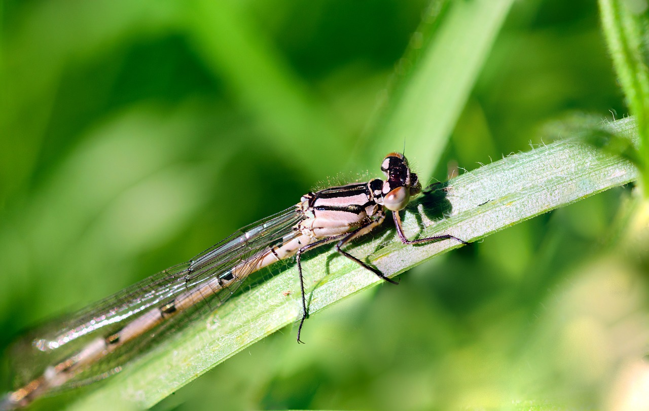 Vabzdys, Lazda, Makro, Skristi, Gamta, Klaida, Žalias, Damselfly, Sparnai, Gyvūnas