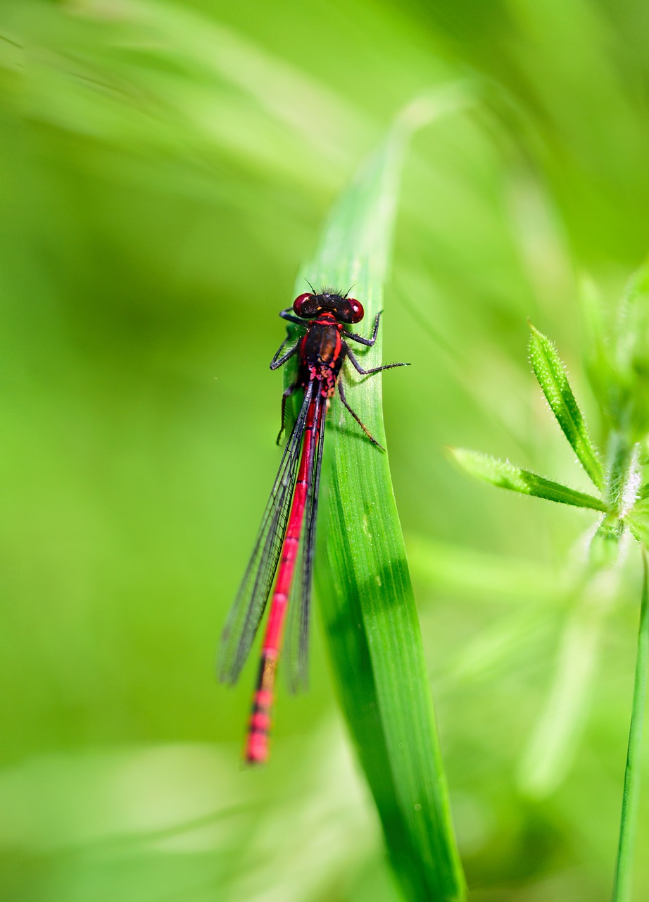 Vabzdys, Lazda, Makro, Skristi, Gamta, Klaida, Žalias, Damselfly, Sparnai, Gyvūnas