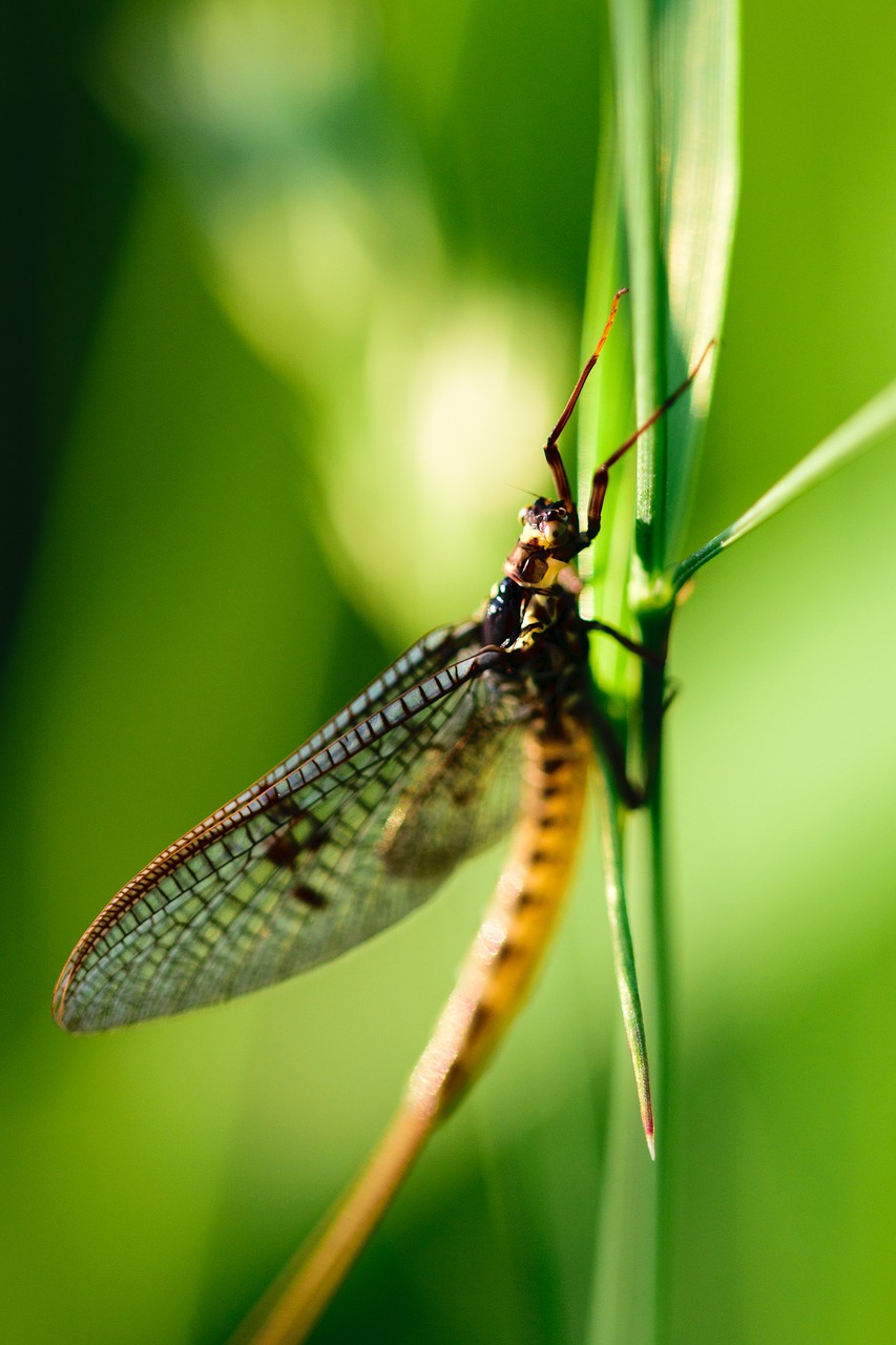 Vabzdys, Lazda, Makro, Skristi, Gamta, Klaida, Žalias, Damselfly, Sparnai, Gyvūnas