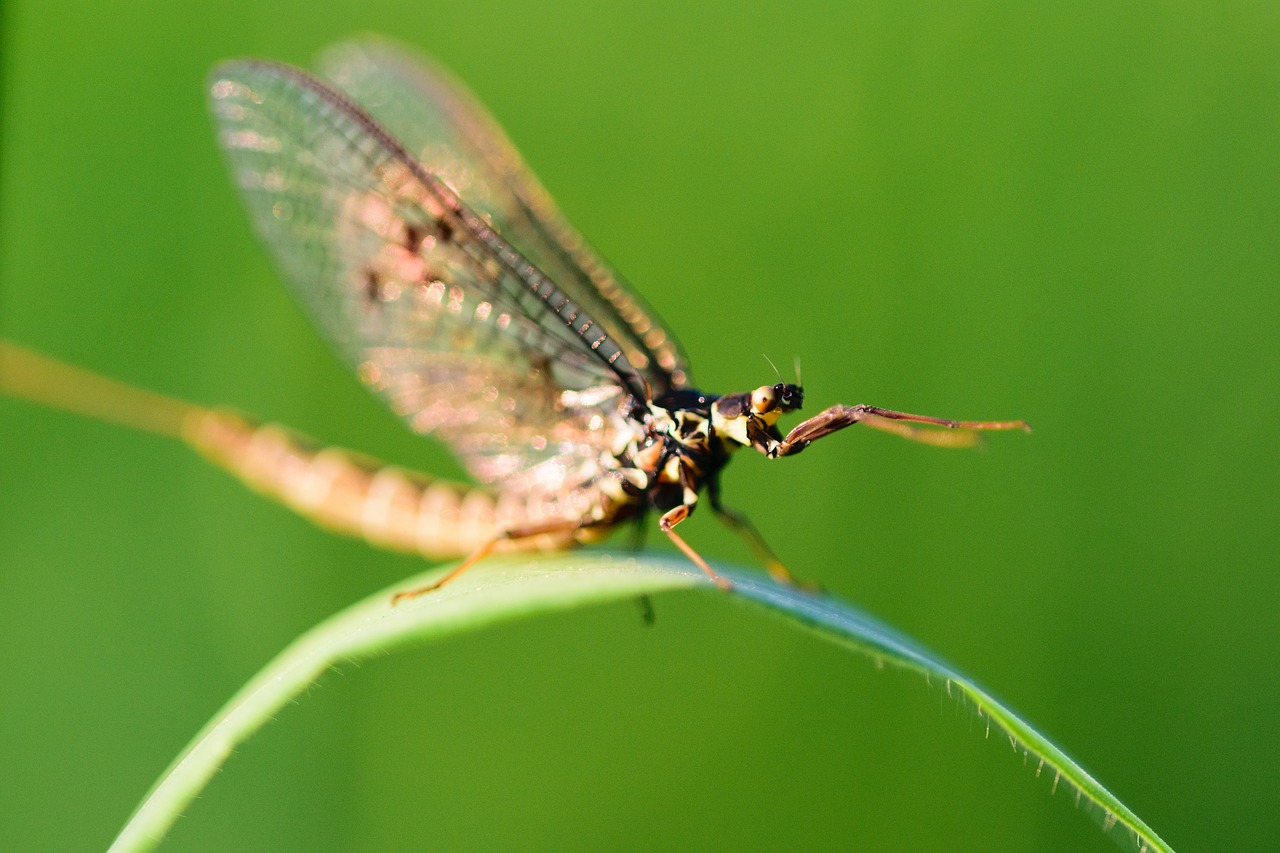 Vabzdys, Lazda, Makro, Skristi, Gamta, Klaida, Žalias, Damselfly, Sparnai, Gyvūnas