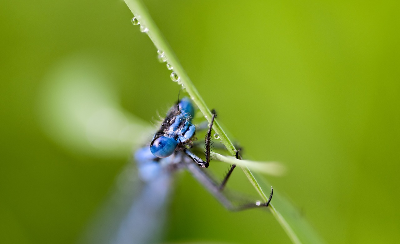 Vabzdys, Lazda, Makro, Skristi, Gamta, Klaida, Žalias, Damselfly, Sparnai, Gyvūnas