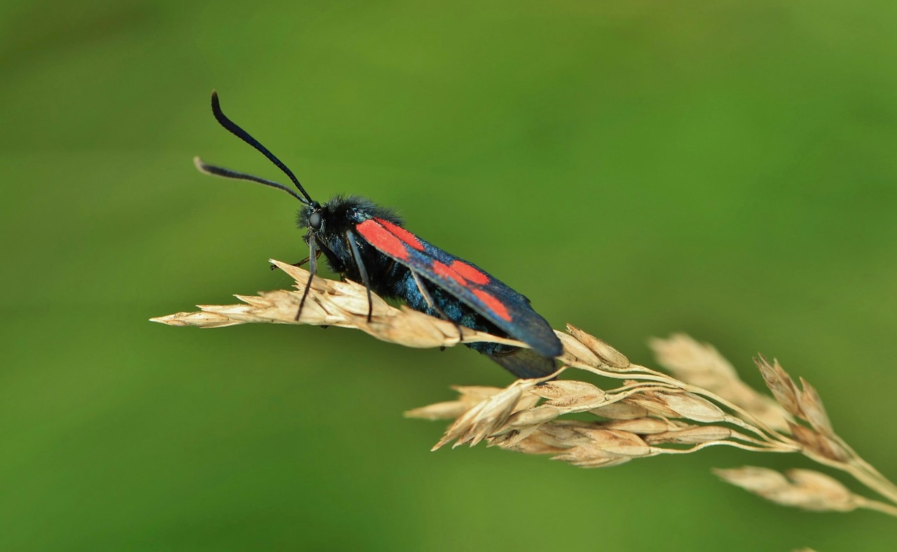 Vabzdys, Gamta, Makro, Vabalas, Gyvūnai, Fauna, Uždaryti, Žolė Žalia, Žalias, Žolės Mentė