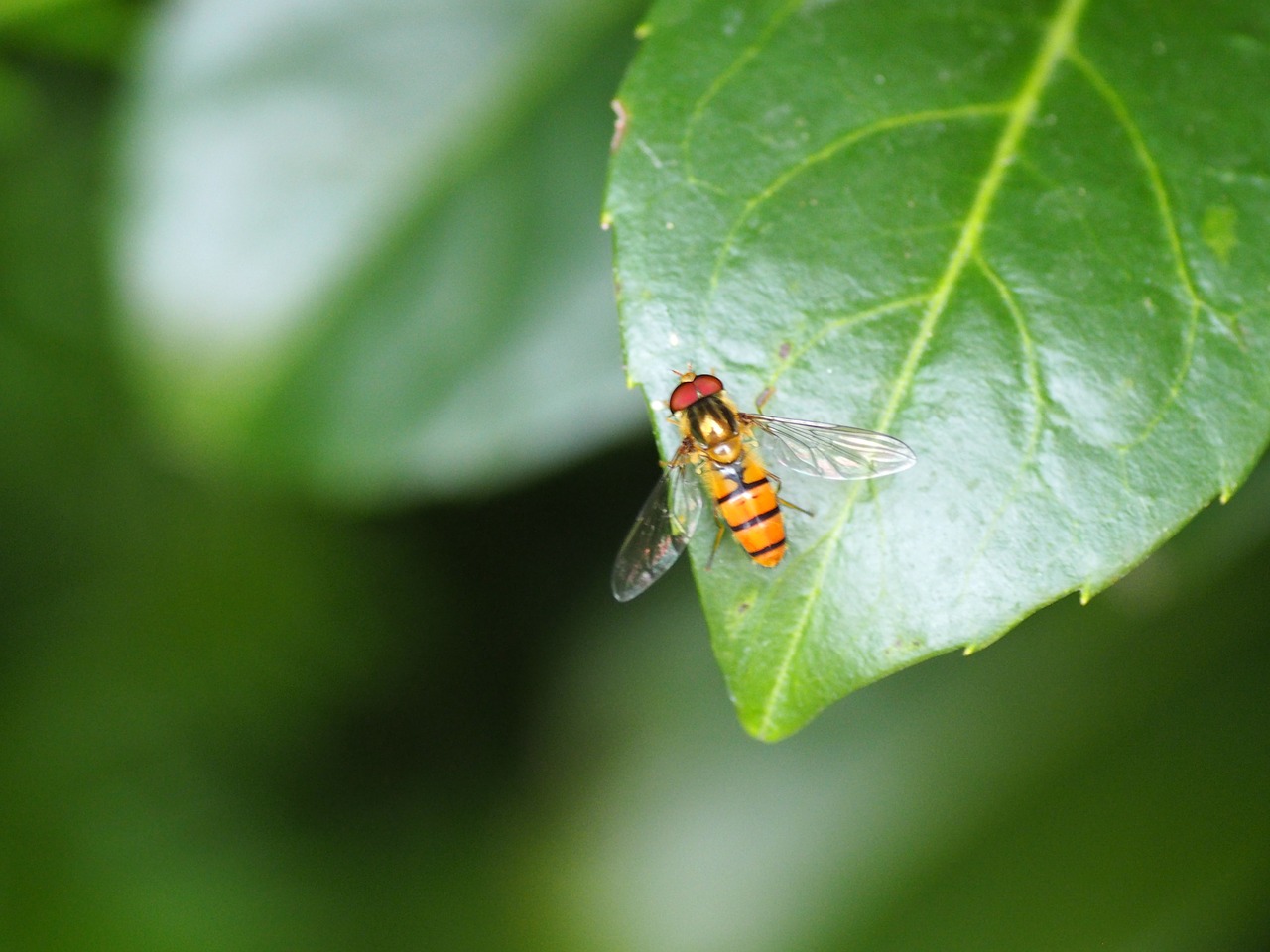 Vabzdys, Lapai, Žalias, Gamta, Fauna, Flora, Nemokamos Nuotraukos,  Nemokama Licenzija