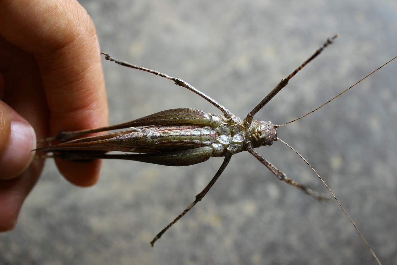 Vabzdys, Pilvas, Čiuptuvai, Gyvūnas, Išskirtinis Gyvūnas, Privalomas, Nemokamos Nuotraukos,  Nemokama Licenzija