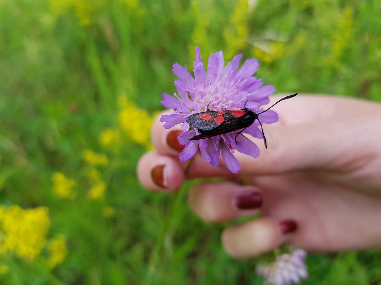 Vabzdys, Raudona, Juoda, Gėlė, Violetinė, Nemokamos Nuotraukos,  Nemokama Licenzija