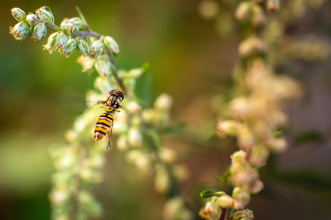 Vabzdys, Hoverfly, Gamta, Makro, Nariuotakojų, Klaida, Iš Arti, Nemokamos Nuotraukos,  Nemokama Licenzija