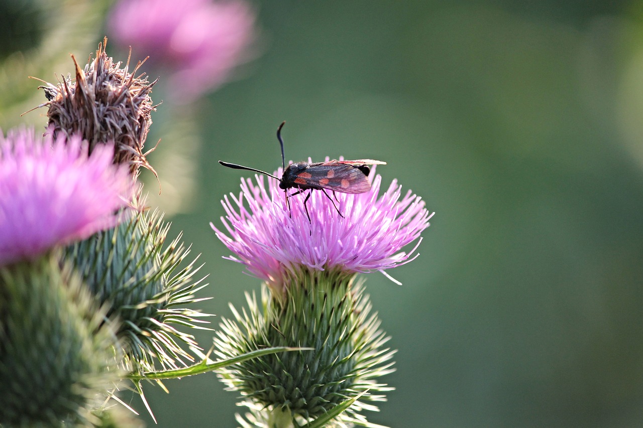 Vabzdys, Sudeginti, Zygaena, Gamta, Raudona, Kraujas, Drugelis, Šešios Moth, Žiedas, Žydėti