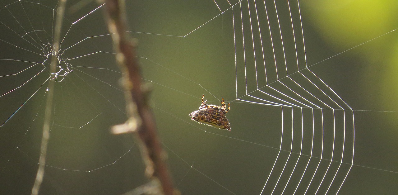 Vabzdys, Internetas, Arachnid, Australinis Audimas, Armėnija, Nemokamos Nuotraukos,  Nemokama Licenzija