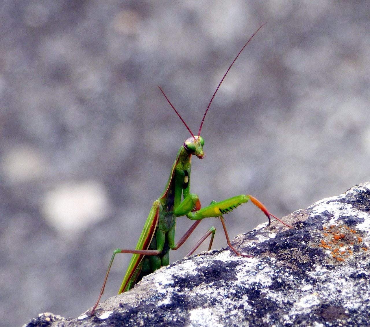 Vabzdys, Mantis, Gamta, Žalias, Makro, Lapai, Žiogas, Mantis Religiosa, Nemokamos Nuotraukos,  Nemokama Licenzija