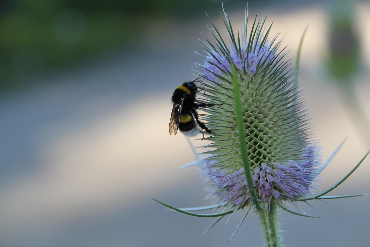 Vabzdys, Gamta, Hummel, Uždaryti, Žiedas, Žydėti, Gėlė, Bičių, Nemokamos Nuotraukos,  Nemokama Licenzija