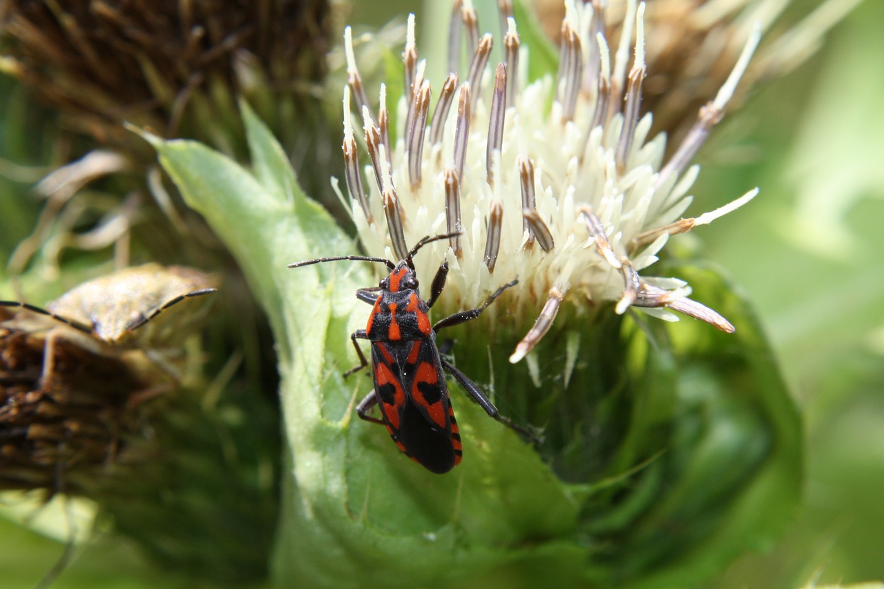 Vabzdys, Žiedas, Žydėti, Gamta, Nemokamos Nuotraukos,  Nemokama Licenzija