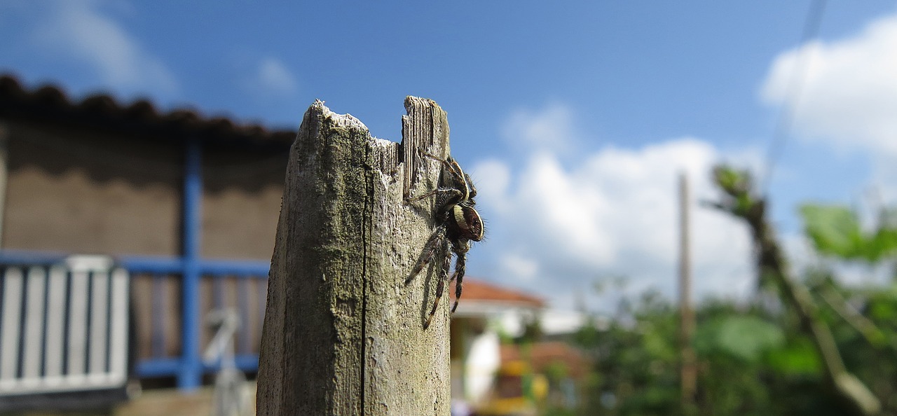 Vabzdys, Voras, Arachnid, Makro, Kolumbija, Nemokamos Nuotraukos,  Nemokama Licenzija