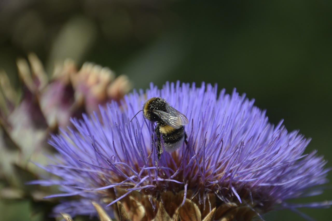 Vabzdys, Žiedas, Žydėti, Artišokas, Gamta, Gėlė, Makro, Uždaryti, Nemokamos Nuotraukos,  Nemokama Licenzija