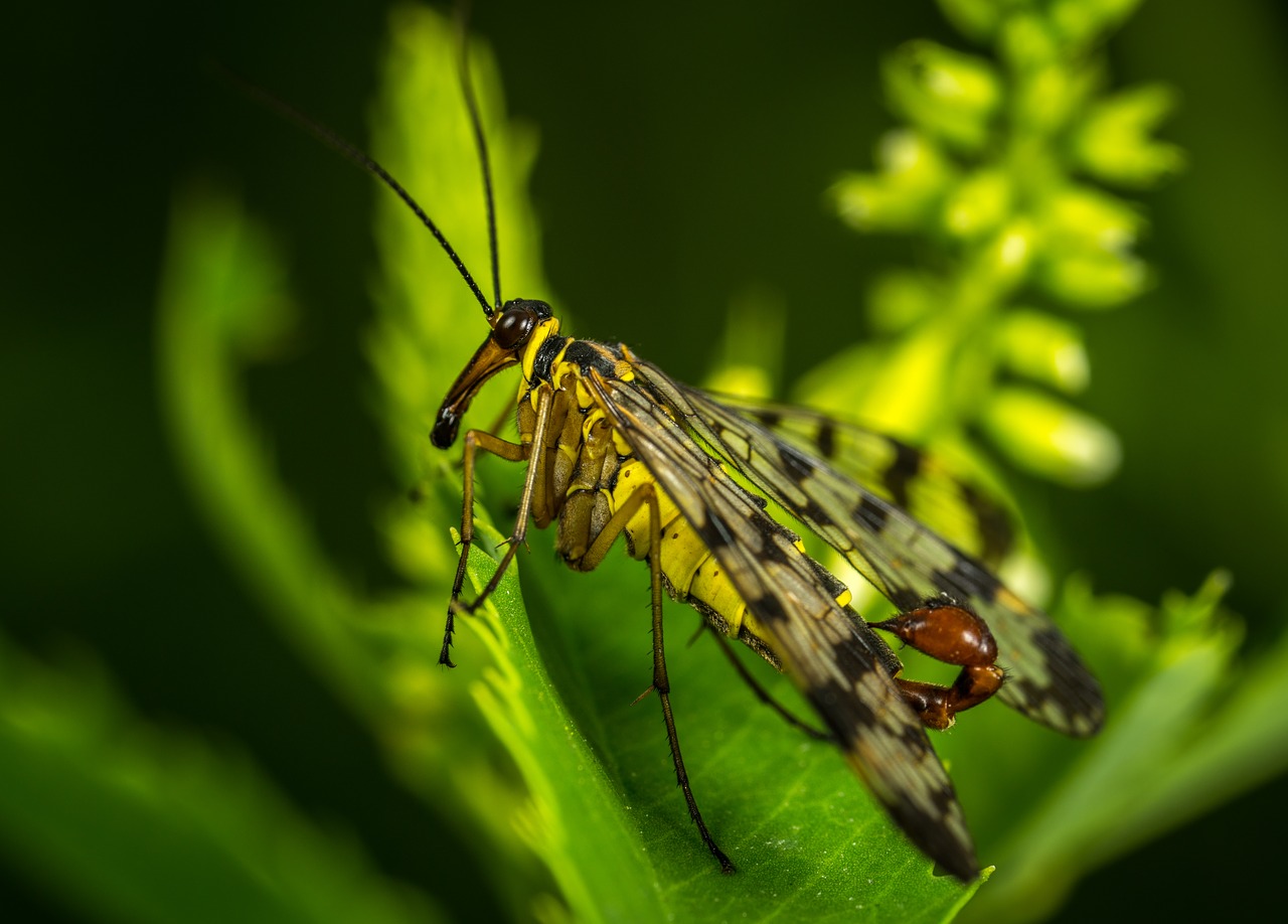 Vabzdys, Gamta, Sparnas, Lauke, Gyvūnai, Scorpionica, Makro, Nemokamos Nuotraukos,  Nemokama Licenzija