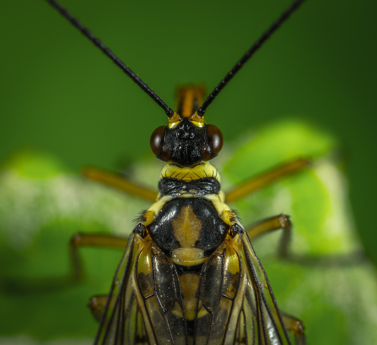 Vabzdys, Bespozvonochnoe, Ūsai, Gyvoji Gamta, Gyvūnai, Scorpionica, Makro, Nemokamos Nuotraukos,  Nemokama Licenzija