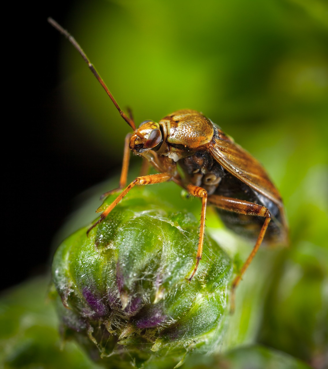 Vabzdys, Gamta, Gyvūnai, Gyvoji Gamta, Bespozvonochnoe, Makro, Vabalas, Nemokamos Nuotraukos,  Nemokama Licenzija