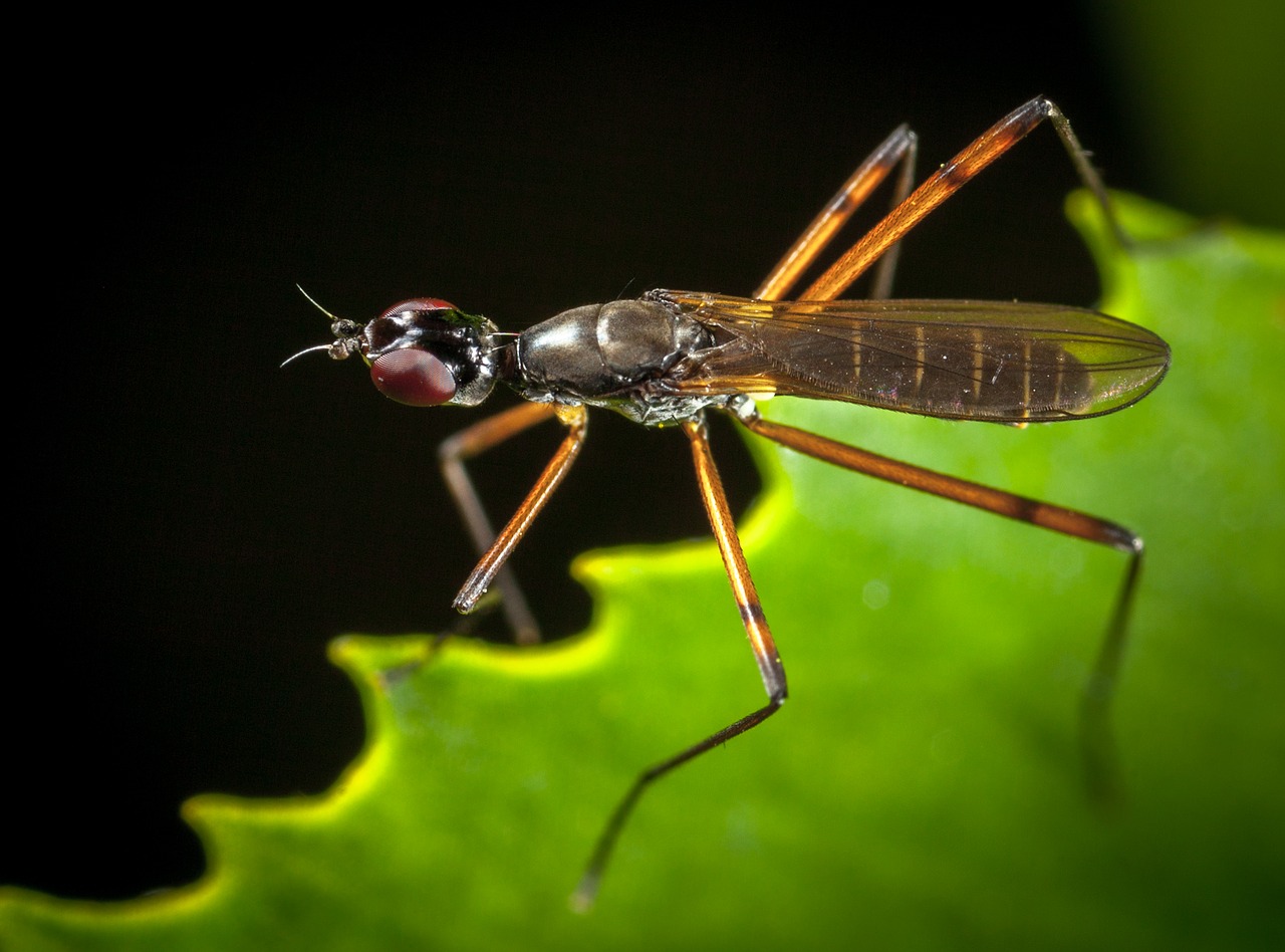 Vabzdys, Gamta, Gyvūnai, Gyvoji Gamta, Bespozvonochnoe, Modulenode, Makro, Nemokamos Nuotraukos,  Nemokama Licenzija