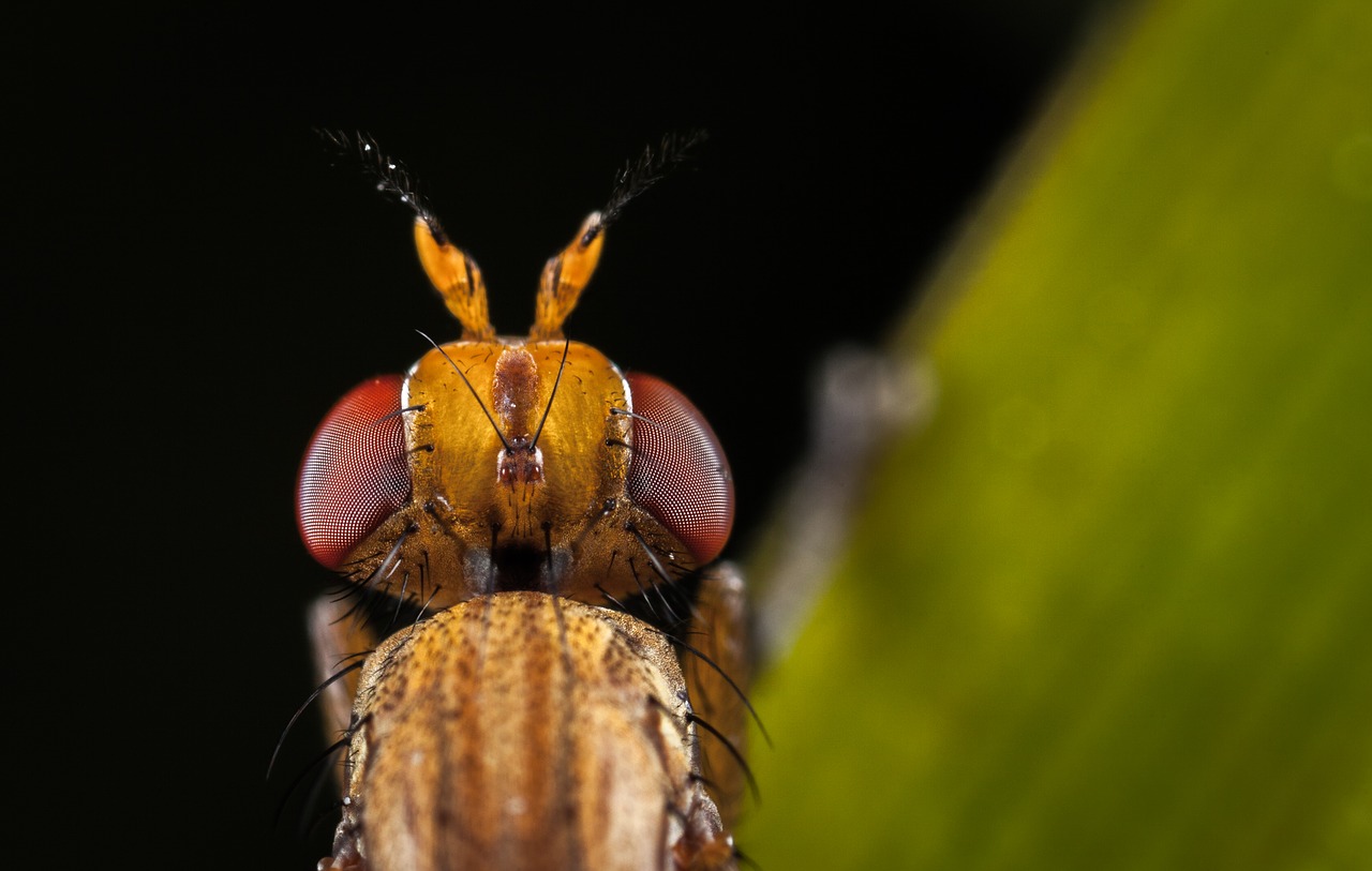 Vabzdys, Gamta, Gyvūnai, Bespozvonochnoe, Niekas, Akys, Portretas, Makro, Nemokamos Nuotraukos,  Nemokama Licenzija