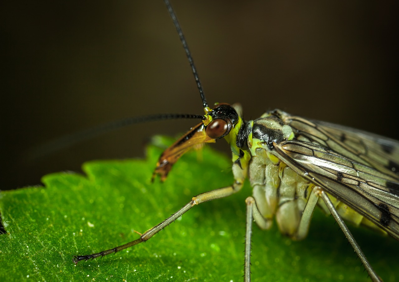 Vabzdys, Gamta, Gyvūnai, Skristi, Sparnas, Scorpionica, Makro, Nemokamos Nuotraukos,  Nemokama Licenzija