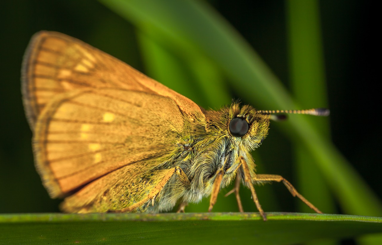 Vabzdys, Drugelis, Gamta, Bespozvonochnoe, Sparnas, Lepidoptera, Kapitonas, Makro, Nemokamos Nuotraukos,  Nemokama Licenzija