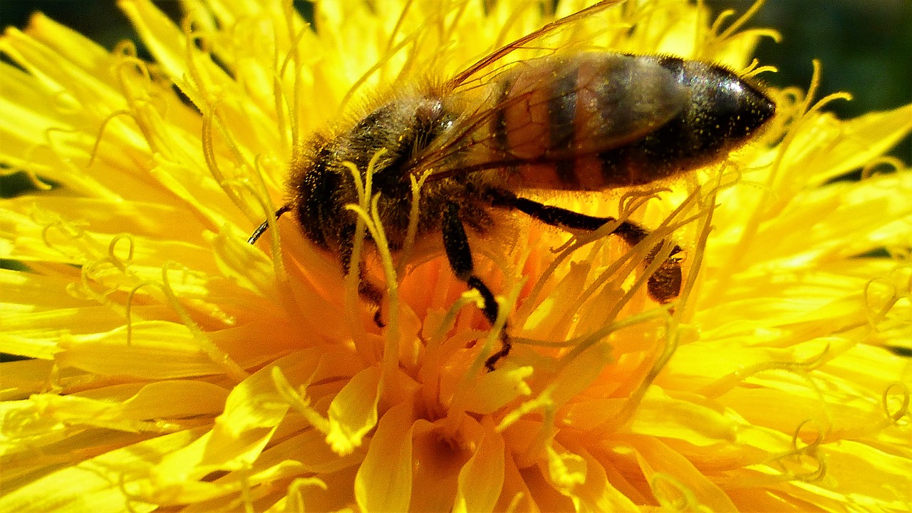 Vabzdys,  Gamta,  Bičių,  Gėlė,  Apdulkinimas,  Žiedlapiai,  Žiedadulkės,  Pašaras,  Be Honoraro Mokesčio, Nemokamos Nuotraukos