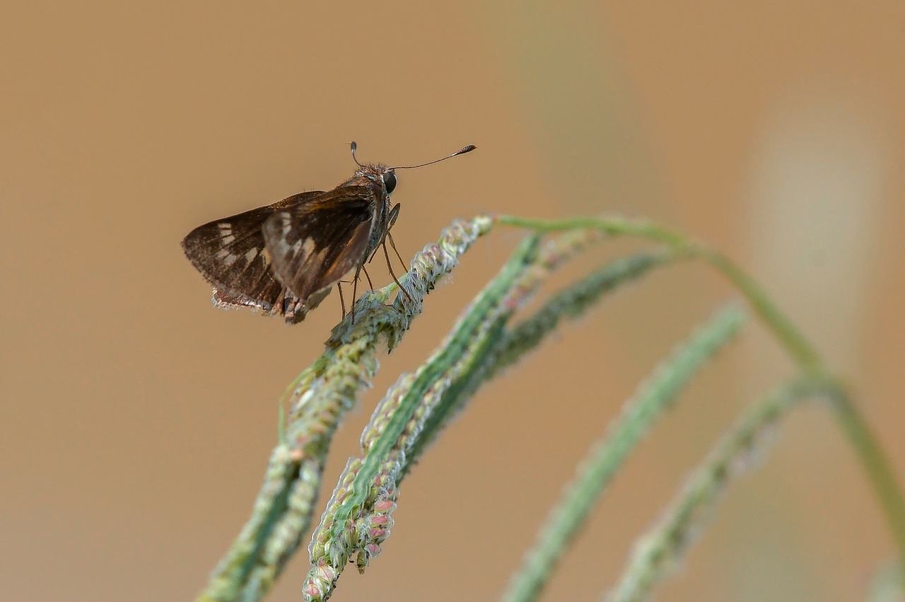 Vabzdys,  Gamta,  Laukinė Gamta,  Animalia,  Be Honoraro Mokesčio, Nemokamos Nuotraukos,  Nemokama Licenzija