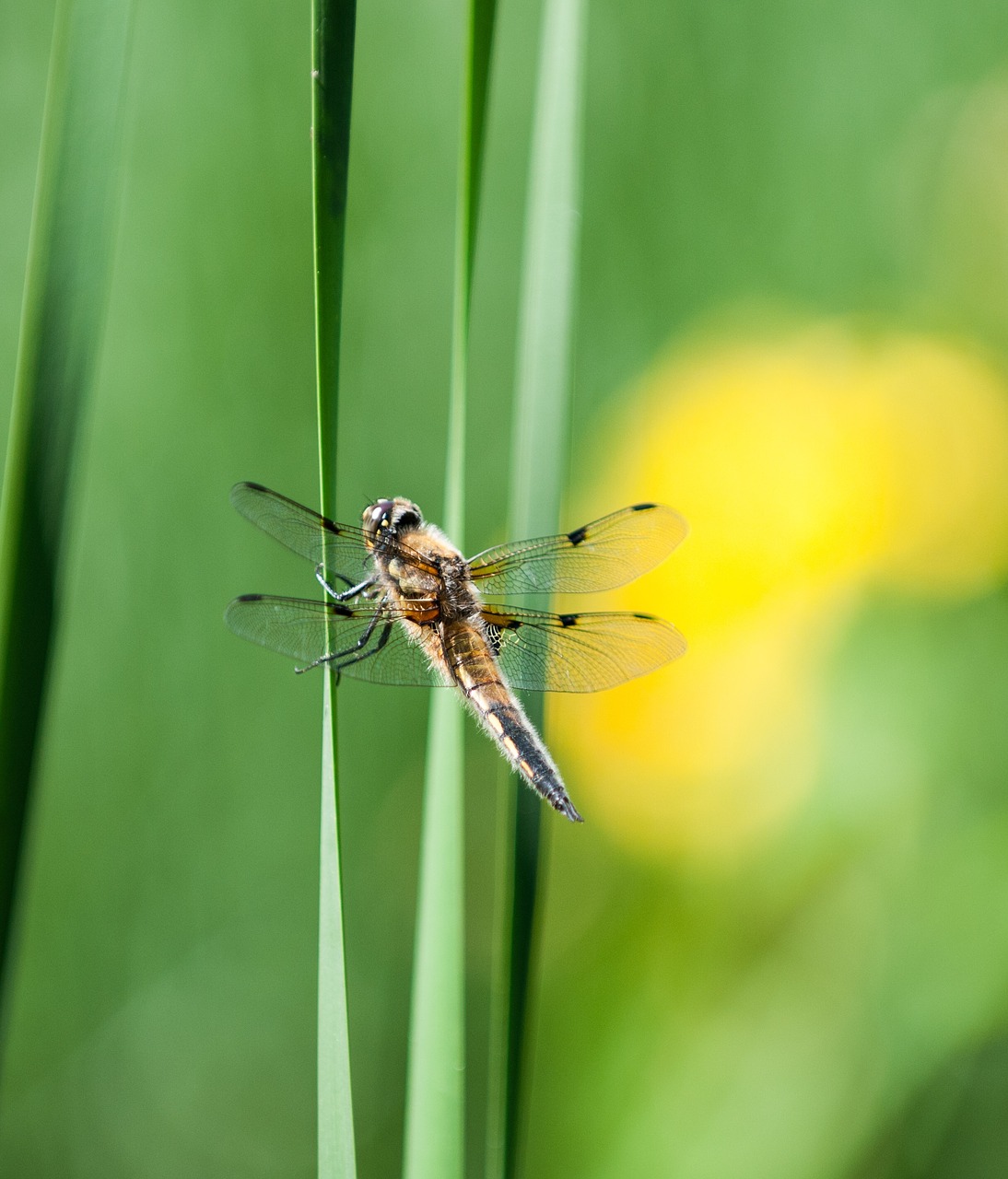 Vabzdys,  Pobūdį,  Dragonfly,  Gyvūnas, Nemokamos Nuotraukos,  Nemokama Licenzija