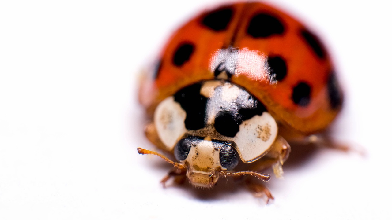 Vabzdys,  Biologija,  Mažai,  Darbastalio,  Pobūdį,  Vabaliukas,  Zoologija,  Gyvūnas,  Gyvūnijos,  Iš Arti