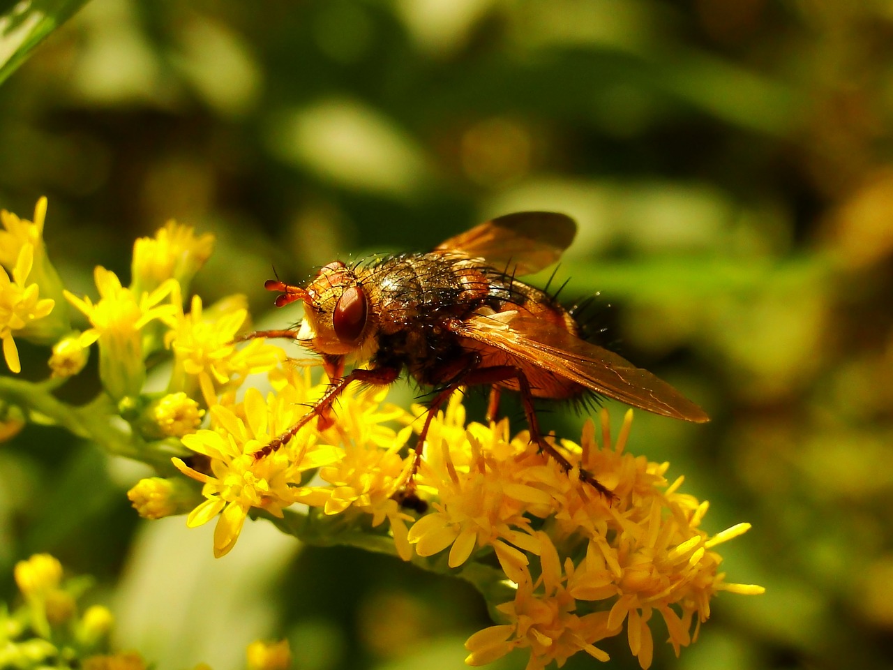 Vabzdys,  Pobūdį,  Ne Iš Teismo,  Gėlė,  Apiformes,  Gyvūnai,  Muchówki,  Rączyca Aprūdijęs,  Tachina Fera,  Mucha