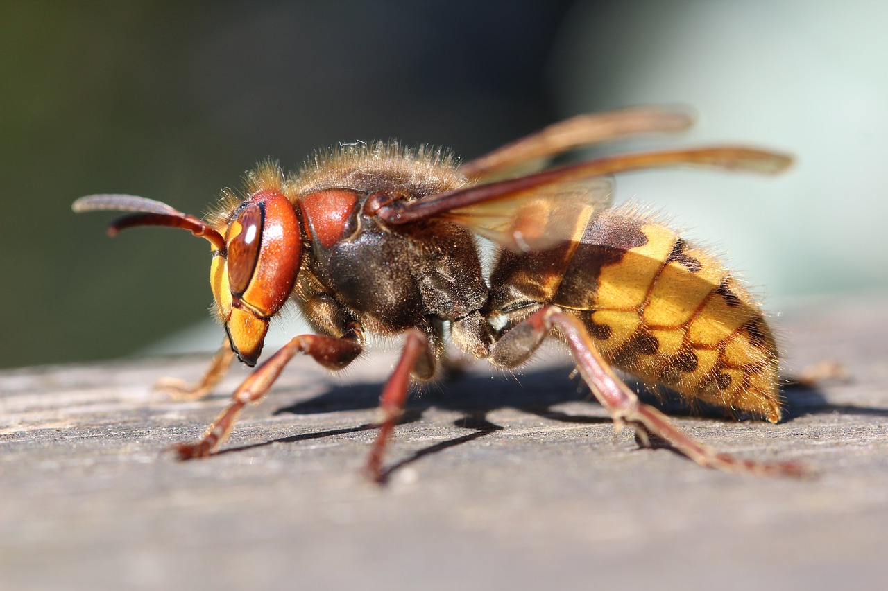 Vabzdys,  Natūralus,  Sparnas,  Brangi,  Vapsva,  Hornet,  Didelis Hornet, Nemokamos Nuotraukos,  Nemokama Licenzija