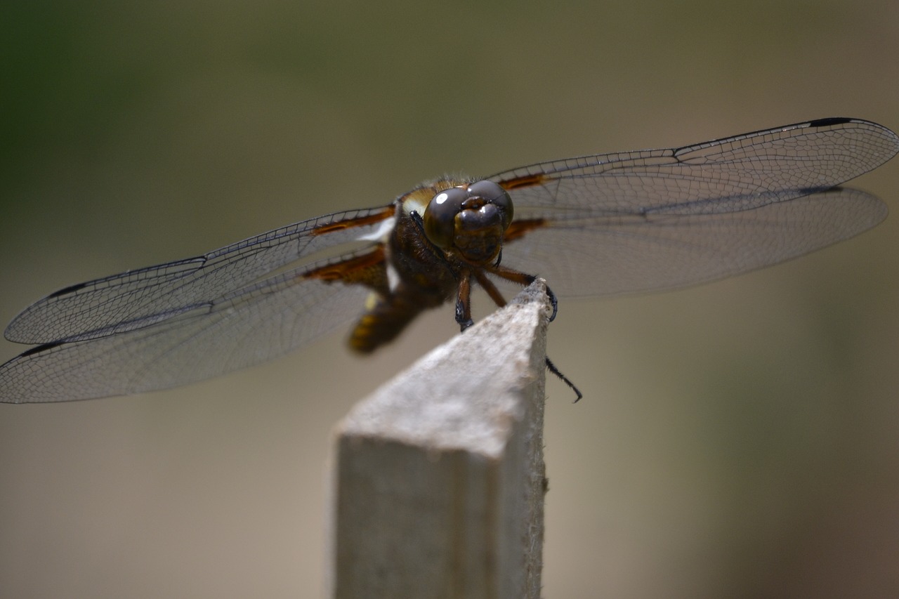 Vabzdys,  Dragonfly,  Pobūdį,  Skristi,  Gyvūnijos Pasaulyje,  Laumžirgis, Nemokamos Nuotraukos,  Nemokama Licenzija