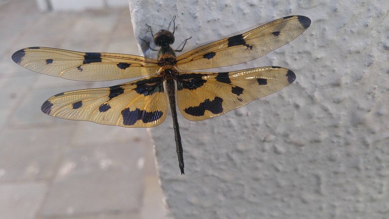 Vabzdys,  Pobūdį,  Drugelis,  Sparnas,  Gyvūnas,  Mažai,  Dragon Fly, Nemokamos Nuotraukos,  Nemokama Licenzija