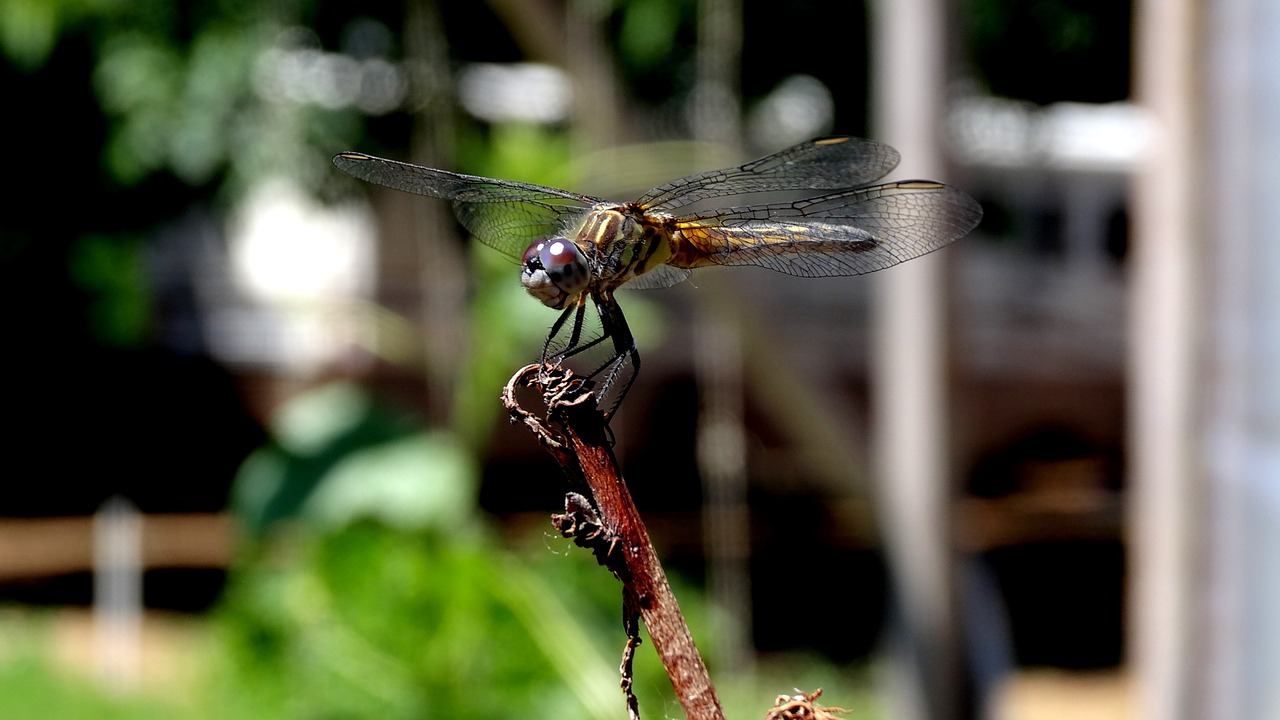 Vabzdys,  Pobūdį,  Skristi,  Gyvūnas,  Sparnas,  Dragonfly,  Iš Arti,  Uždaryti,  Vasara,  Parkas