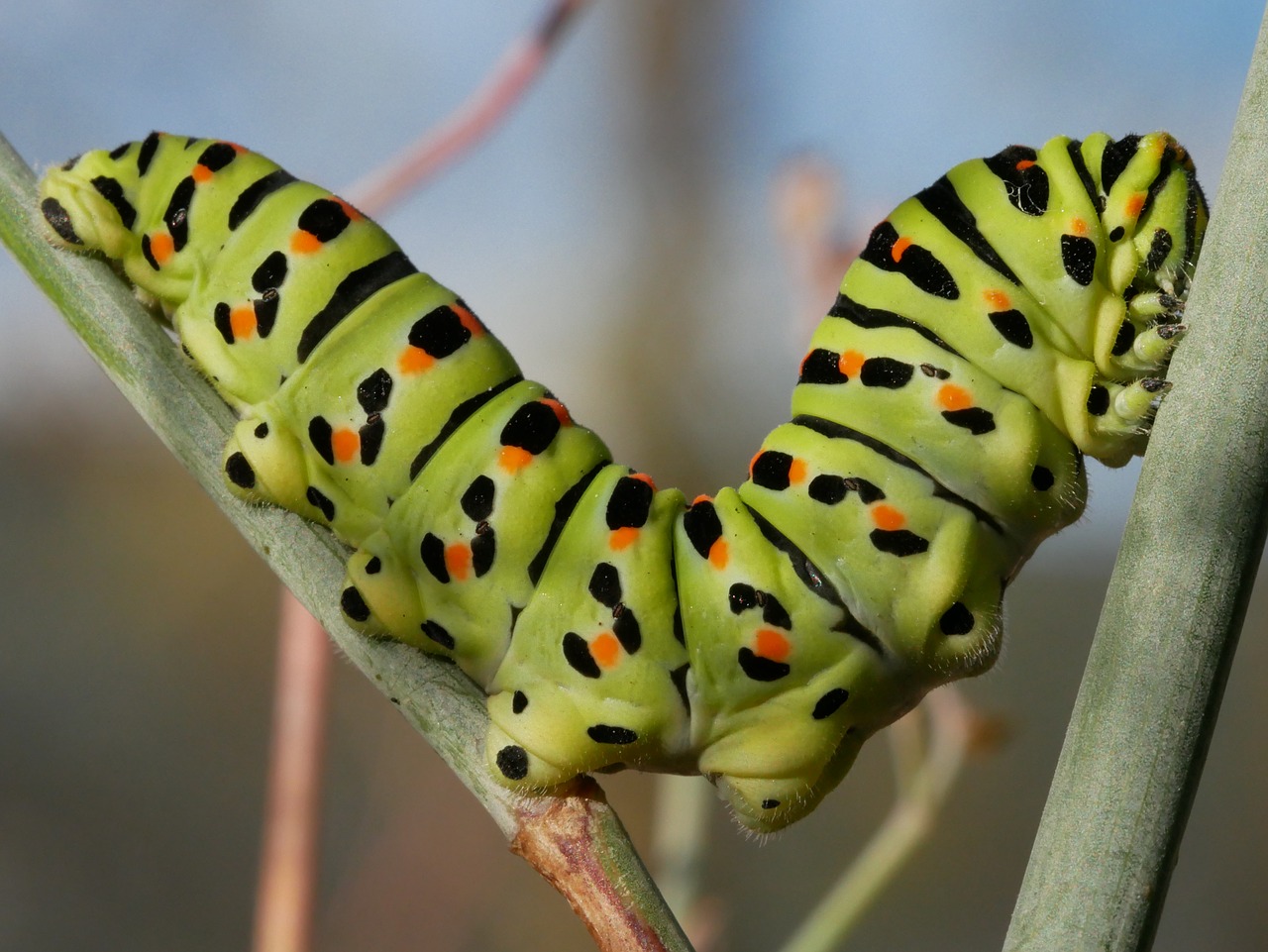 Vabzdys,  Caterpillar,  Lerva, Nemokamos Nuotraukos,  Nemokama Licenzija