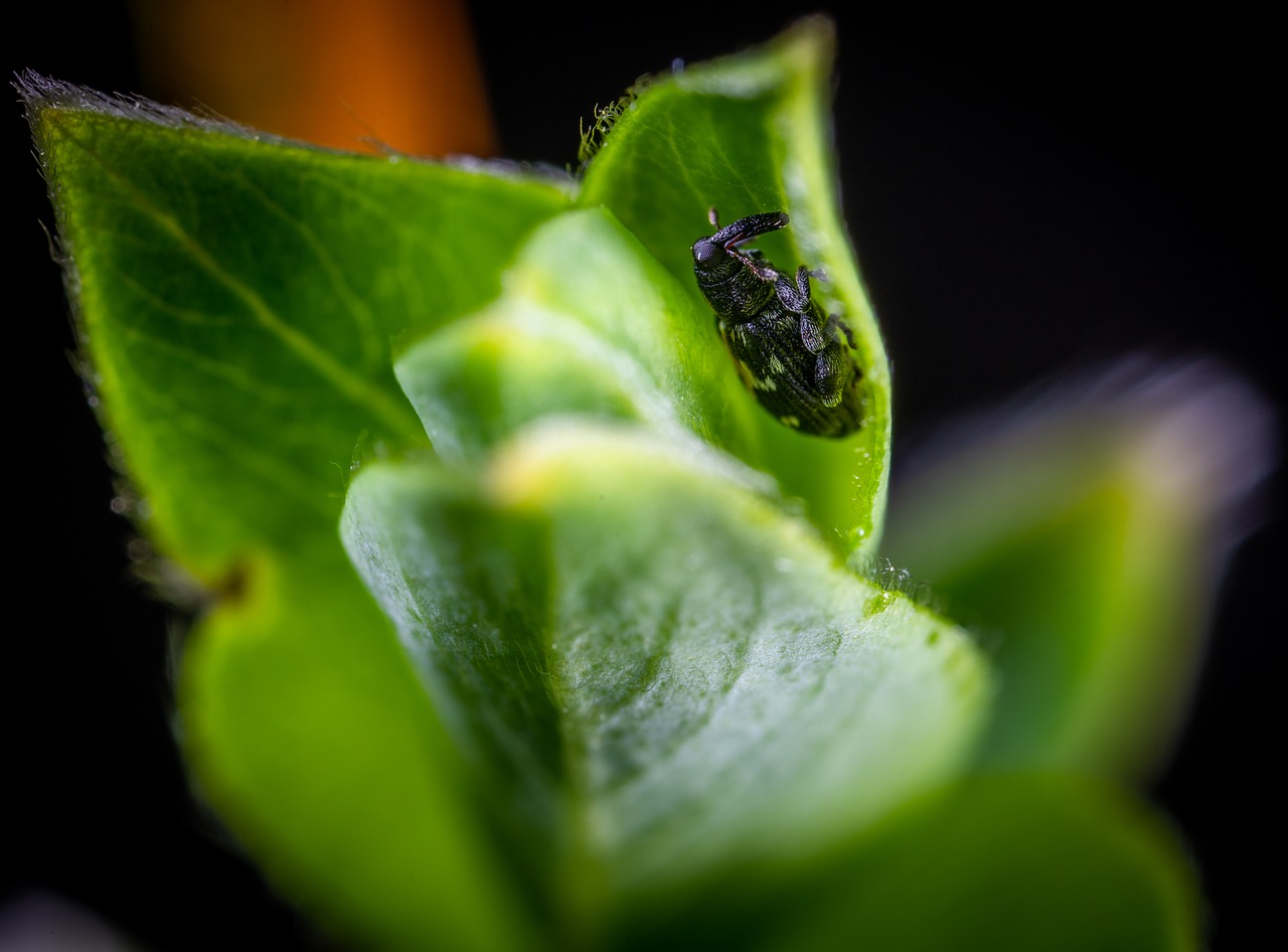 Vabzdys,  Makro, Nemokamos Nuotraukos,  Nemokama Licenzija